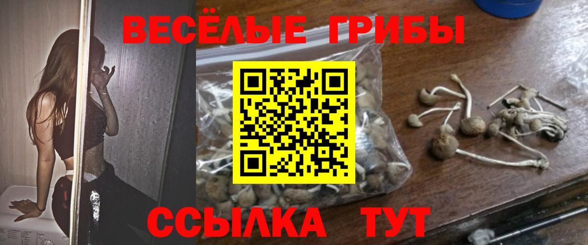 Галлюциногенные грибы Cubensis Кулебаки